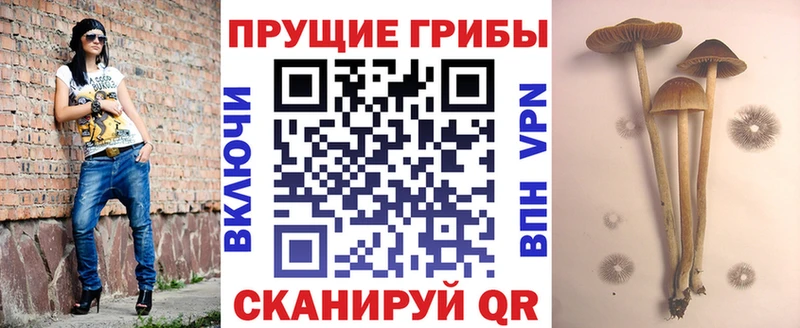 Купить закладки  Зерноград  Псилоцибиновые грибы Magic Shrooms 